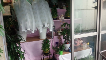 「フラワーショップ　キミヤ」　（大阪府摂津市）の花屋店舗写真2